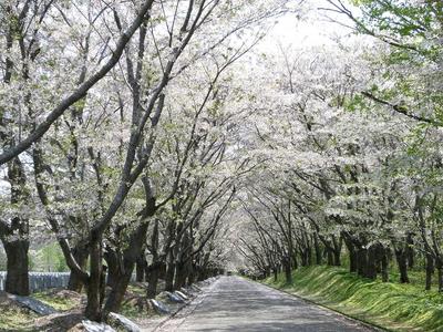 桜のトンネル.JPG